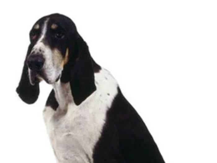 Gran sabueso anglo-francés blanco y negro